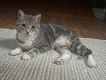 KARI, Katze, Europäisch Kurzhaar in Einsbach