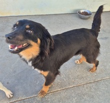 COSETTA, Hund, Mischlingshund in Hilden