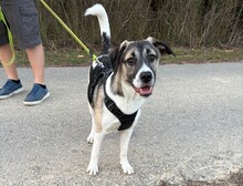 JAIME, Hund, Mischlingshund in Wakendorf