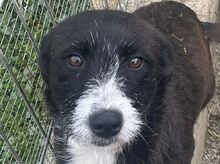 ALMA, Hund, Mischlingshund in Hamminkeln