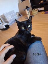 LOTTA, Katze, Europäisch Kurzhaar in Lampertheim
