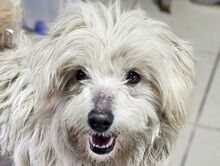 WINFRED, Hund, Bichon-Mix in Rumänien