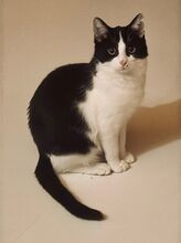 NANI, Katze, Europäisch Kurzhaar in Lampertheim