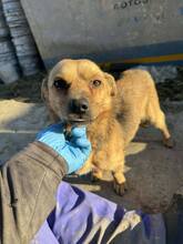 ARCHIE, Hund, Mischlingshund in Roth