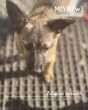 MIYA, Hund, Mischlingshund in Rumänien