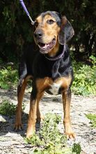 CLAAS, Hund, Jagdhund in Zypern