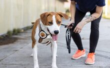 BENNETT, Hund, Mischlingshund in Madiswil