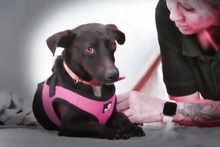 MARISA, Hund, Mischlingshund in Portugal