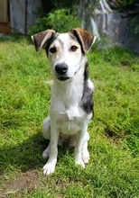 PERLA, Hund, Mischlingshund in Griechenland