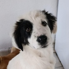 PUERTORICO, Hund, Mischlingshund in Griechenland