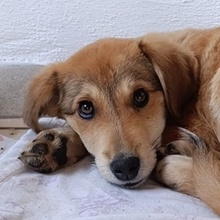 PALMA, Hund, Mischlingshund in Griechenland