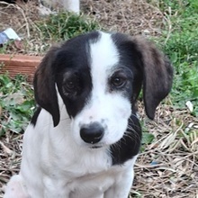 PAOLA, Hund, Mischlingshund in Griechenland