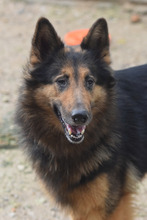 ALEXA, Hund, Altdeutscher Schäferhund in Spanien