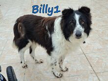 BILLY1, Hund, Border Collie in Griechenland