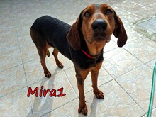 MIRA1, Hund, Jagdhund-Mix in Griechenland