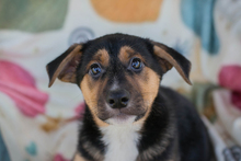 ROSARIO, Hund, Mischlingshund in Kroatien