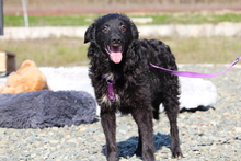 ACE, Hund, Mischlingshund in Hagen