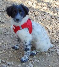 NOAH, Hund, Mischlingshund in Griechenland