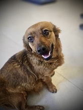 LILIA, Hund, Mischlingshund in Rumänien