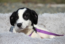 KAITO, Hund, Mischlingshund in Hagen