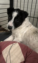 INU, Hund, Mischlingshund in Rumänien