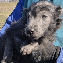 HAMU, Hund, Mischlingshund in Ungarn