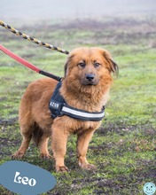 LEO, Hund, Dackelmischling in Ungarn