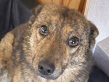 ALFI, Hund, Mischlingshund in Rumänien