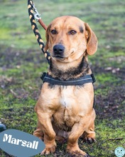 MARSALL, Hund, Dackelmischling in Ungarn