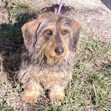 LAVA, Hund, Rauhaardackel in Ungarn