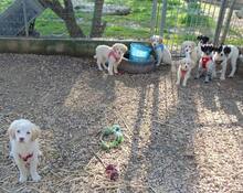 ELIAS, Hund, Mischlingshund in Griechenland