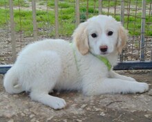 LINA, Hund, Mischlingshund in Griechenland