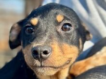 HELI, Hund, Mischlingshund in Rösrath