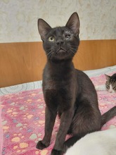 YANIS, Katze, Europäisch Kurzhaar in Bulgarien