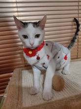 ANNABELLA, Katze, Europäisch Kurzhaar in Bulgarien