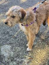 KATHY, Hund, Mischlingshund in Bulgarien