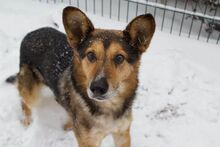 LAMBO, Hund, Deutscher Schäferhund in Bulgarien