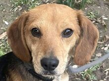 LILLI, Hund, Beagle-Mix in Rumänien