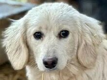 PIPPO, Hund, Mischlingshund in Rumänien