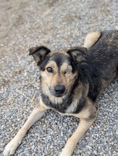 BONNIE, Hund, Mischlingshund in Aitrang