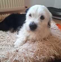 GERRY, Hund, Mischlingshund in Quedlinburg