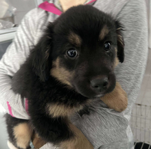 GELATO, Hund, Mischlingshund in Rumänien