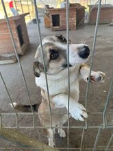 LIEBEVOLLEHÜNDIN, Hund, Mischlingshund in Rumänien