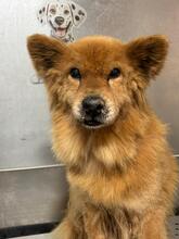 BADY, Hund, Chow Chow-Mix in Slowakische Republik