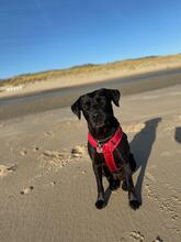 MEILA, Hund, Mischlingshund in Overath