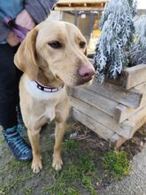 15L, Hund, Mischlingshund in Slowakische Republik