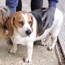 BUKTA, Hund, Beagle in Ungarn
