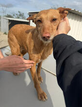 WANDA, Hund, Podengo Portugues Pequeno Mix in Portugal