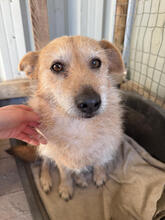 NINA, Hund, Mischlingshund in Norderstedt