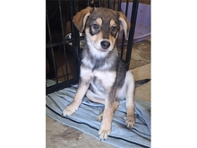 NICLAS, Hund, Mischlingshund in Rumänien